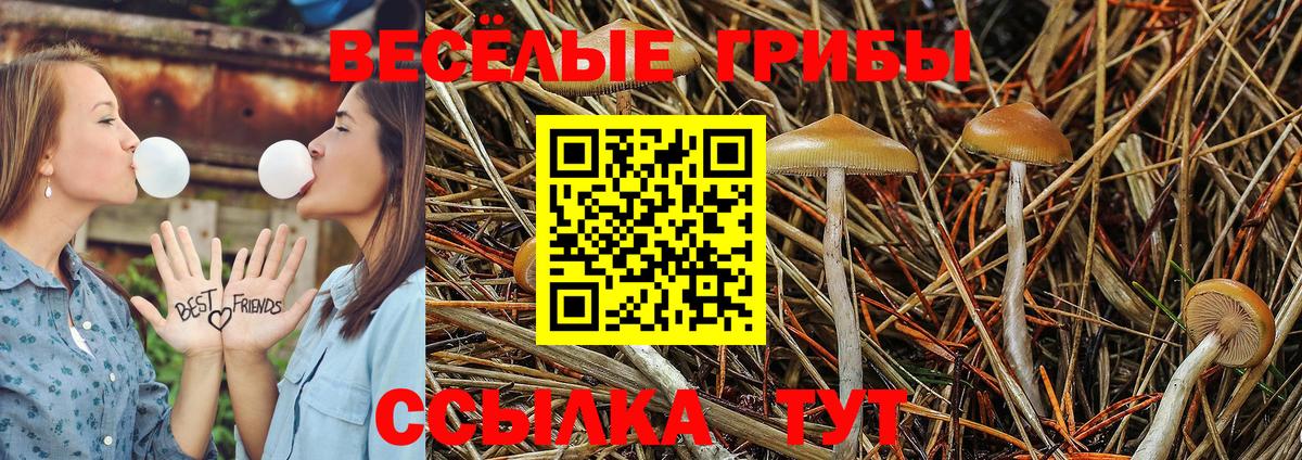 Псилоцибиновые грибы Psilocybe Искитим