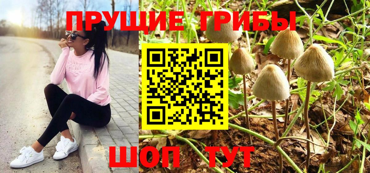 купить наркотик  Псилоцибиновые грибы мицелий  Искитим  Псилоцибиновые грибы Psilocybine cubensis 